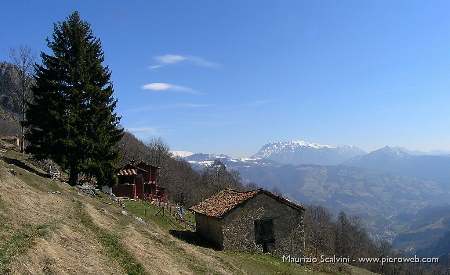 20 Il gigantesco abete rosso alla Baita Presanella.JPG